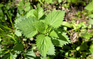 Stinging nettle plant