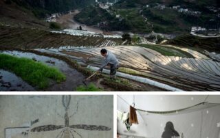The BMJ malaria Collection collage