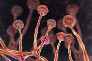 Green mould conidiophores llustration