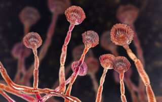 Green mould conidiophores llustration