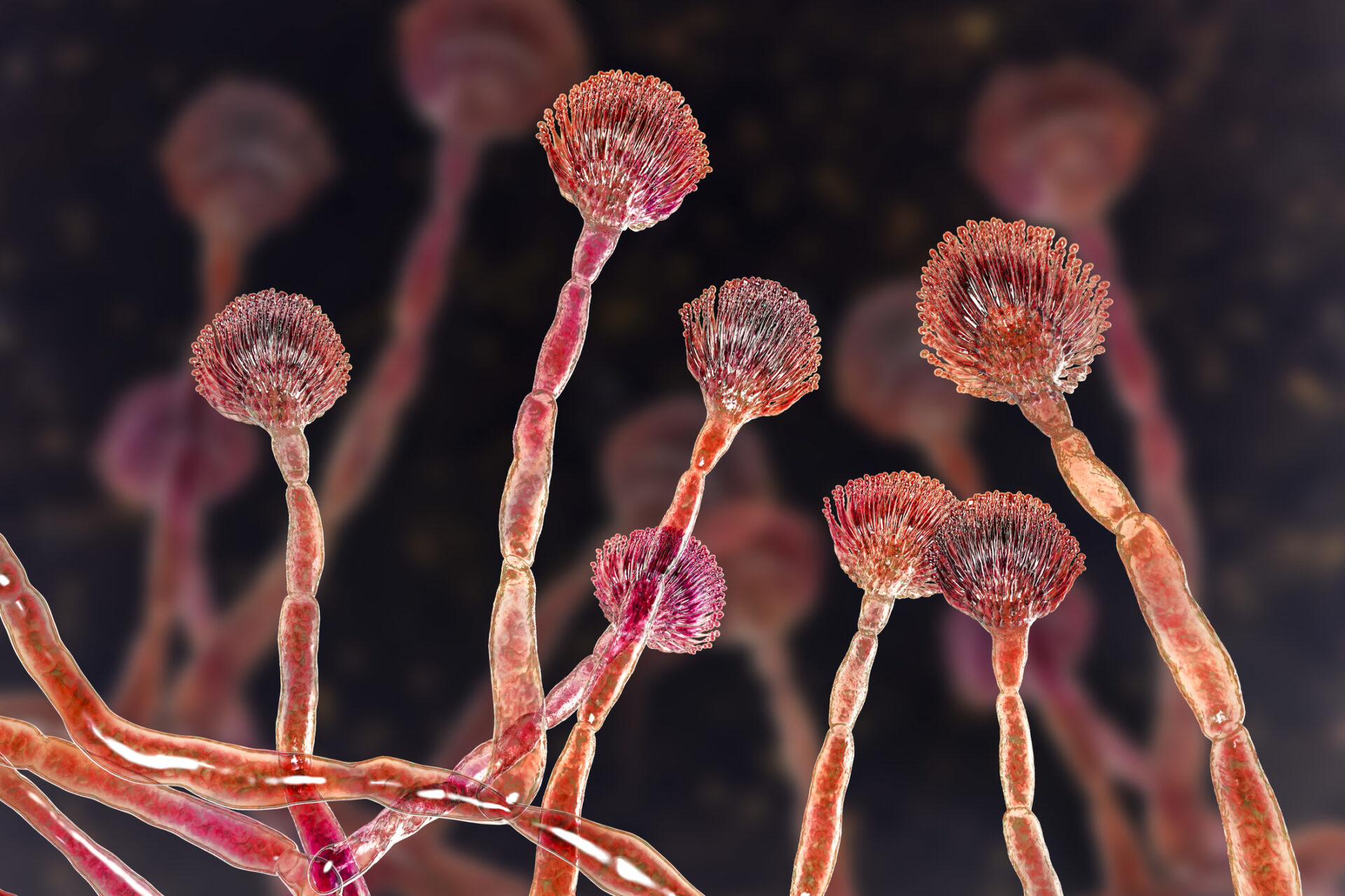 Green mould conidiophores illustration Green mould conidiophores llustration