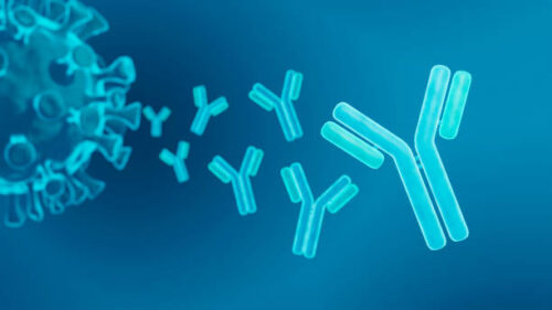 BMJ Immunology