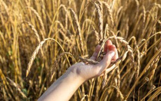 hand touching wheat in a field