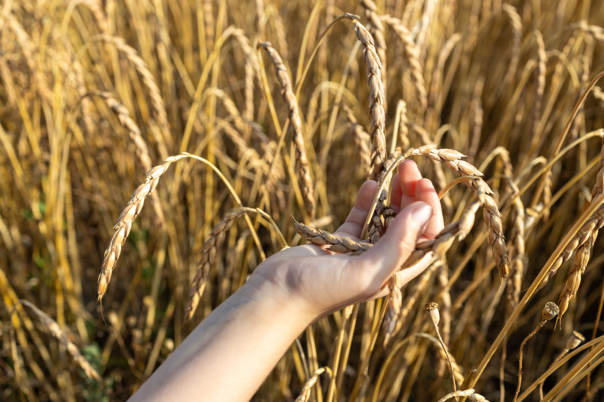 hand touching wheat in a field