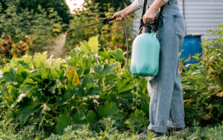 Person in jeans uses a teal backpack sprayer to mist plants in a lush garden bed nearby the shed.