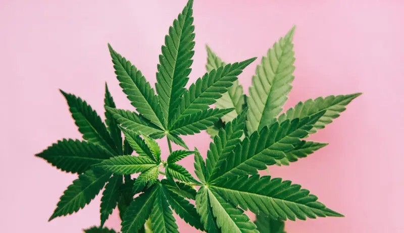 Cannabis plant leaves with a pink background, close-up view of the green fronds.